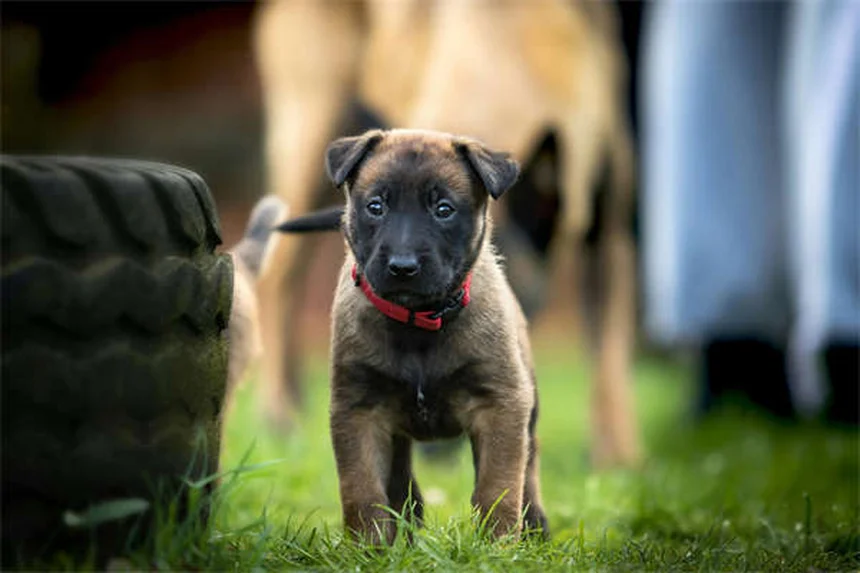 How to Get Rid of Fleas in Your Yard Fast (5 Proven Methods)