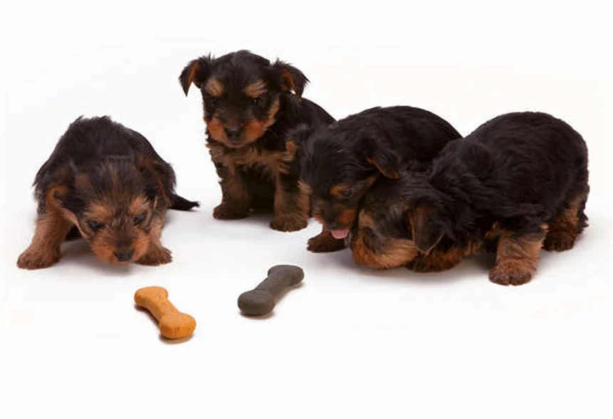 How to Get Rid of Fleas in Your Yard Fast (5 Proven Methods)