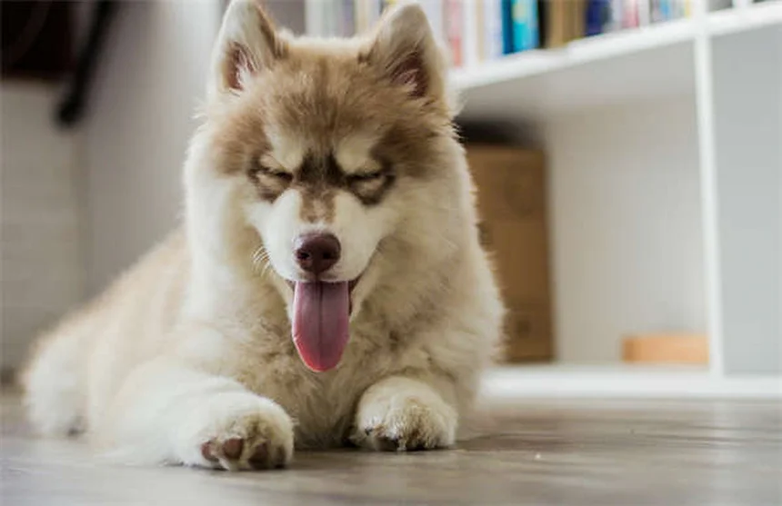 Should Dogs Be Allowed on Couches? The Ultimate Guide for Pet Owners