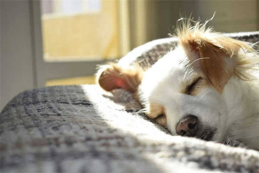 Ferret Ate Something Strange? 5 Warning Signs & What to Do