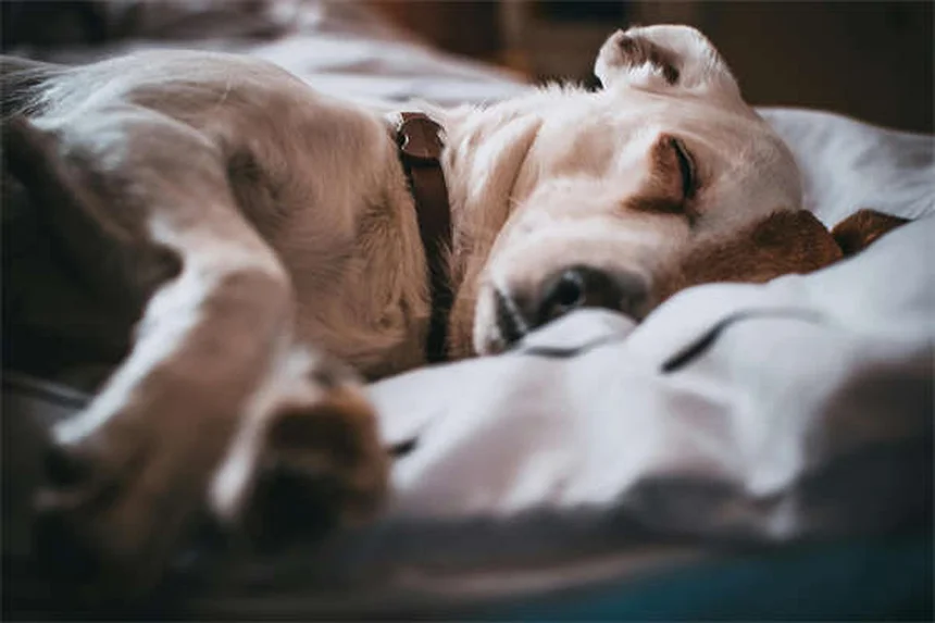 How to Stop Your Dog From Jumping on People: 7 Proven Training Tips