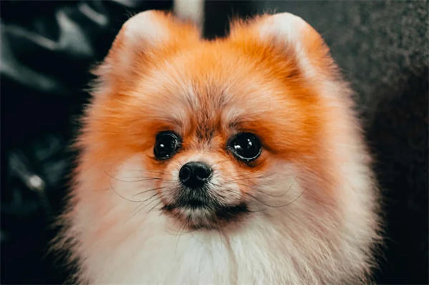 How to Stop Your Dog From Jumping on People: 7 Proven Training Tips
