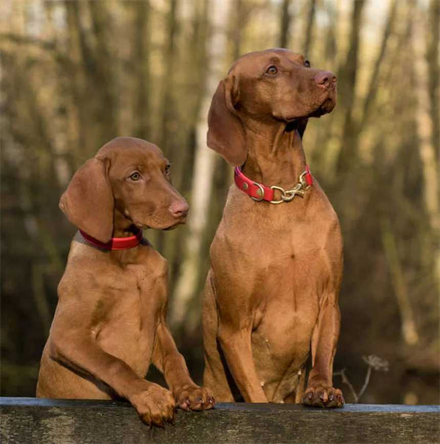How to Stop Your Dog From Jumping on People: 7 Proven Training Tips