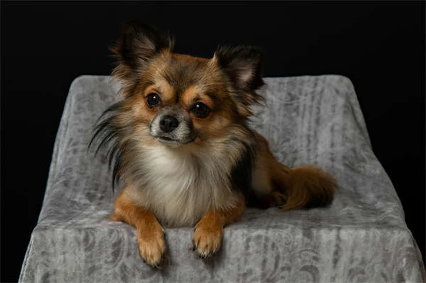 Dog Pollen Allergies: Symptoms, Treatment & Prevention Tips