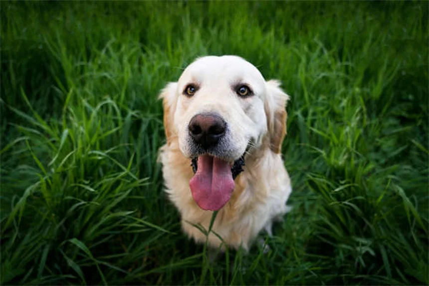 Dog Pollen Allergies: Symptoms, Treatment & Prevention Tips