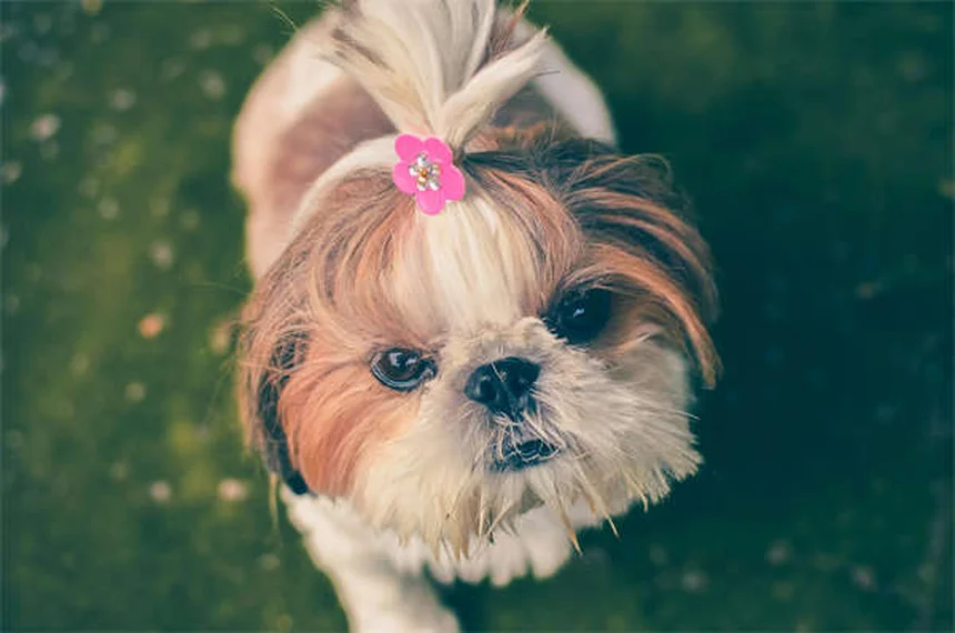 Do Dogs Get Embarrassed? 5 Signs You're Misreading