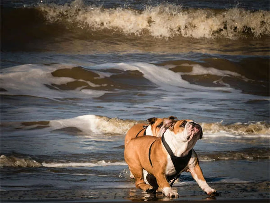 Do Dogs Get Embarrassed? 5 Signs You're Misreading