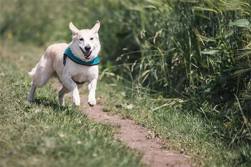 Do Dogs Get Embarrassed? 5 Signs You're Misreading