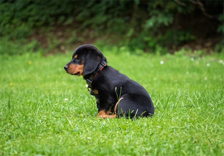 5 Must-Know Facts About Heartworm Tests for Dogs (2024 Guide)