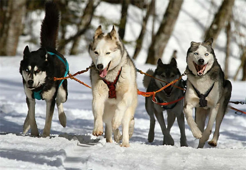 5 Must-Know Facts About Heartworm Tests for Dogs (2024 Guide)