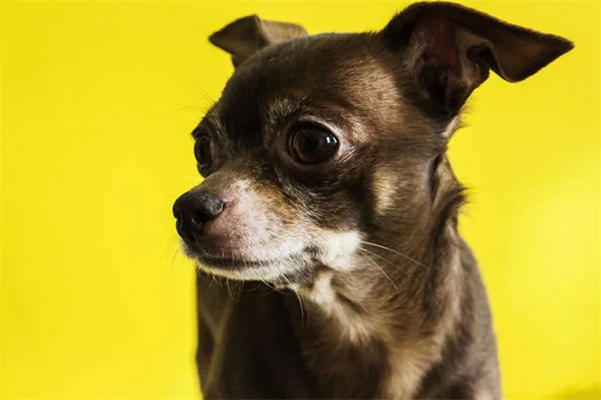 5 Must-Know Facts About Heartworm Tests for Dogs (2024 Guide)