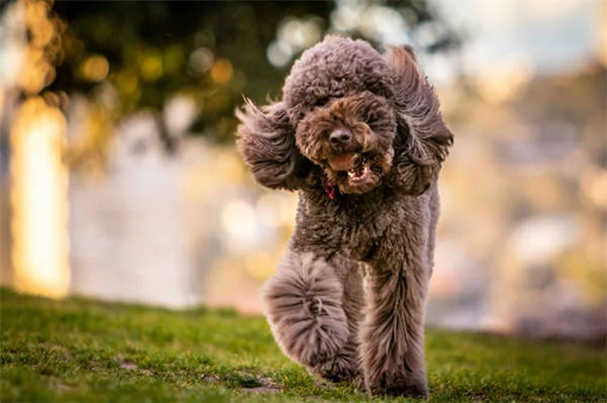 How to Teach Your Dog to Come When Called: 5 Easy Steps