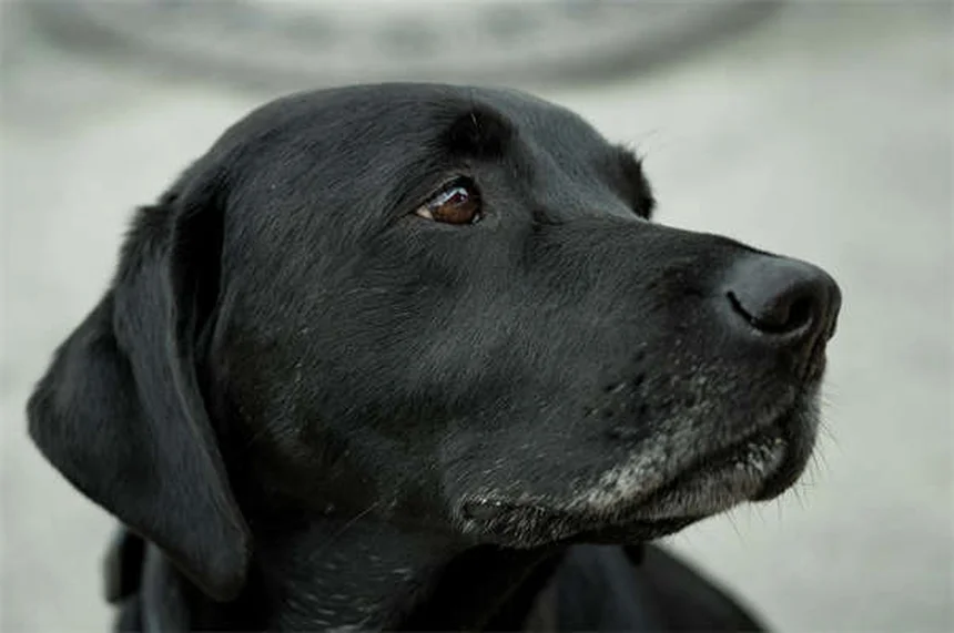 How to Teach Your Dog to Come When Called: 5 Easy Steps