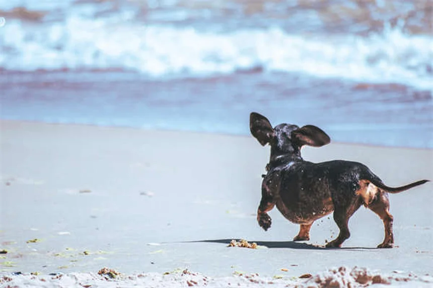 How to Teach Your Dog to Come When Called: 5 Easy Steps