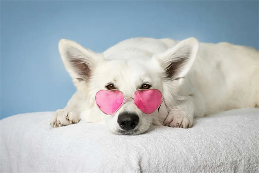 7 Proven Ways to Calm Your Dog During Fireworks (That Actually Work)