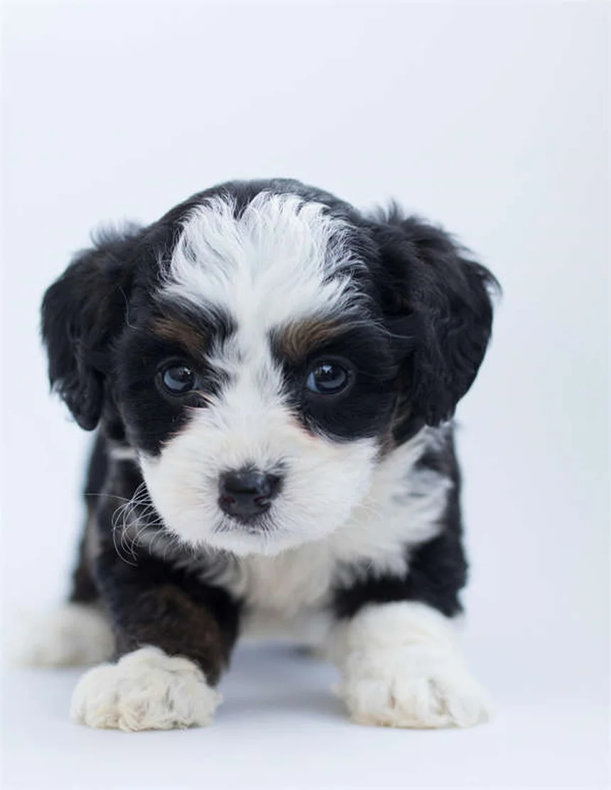 7 Proven Ways to Calm Your Dog During Fireworks (That Actually Work)
