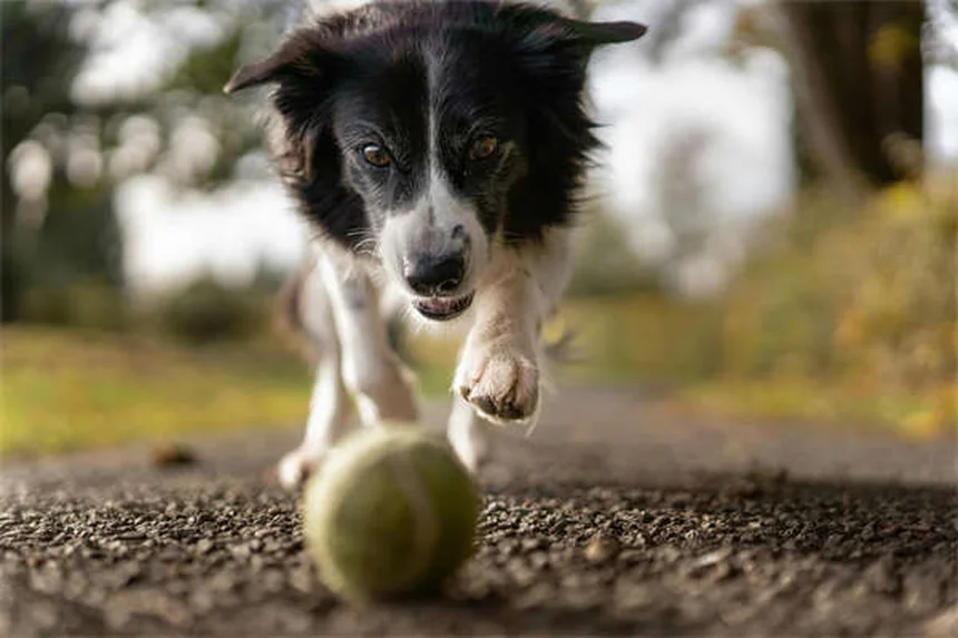 7 Proven Ways to Calm Your Dog During Fireworks (That Actually Work)