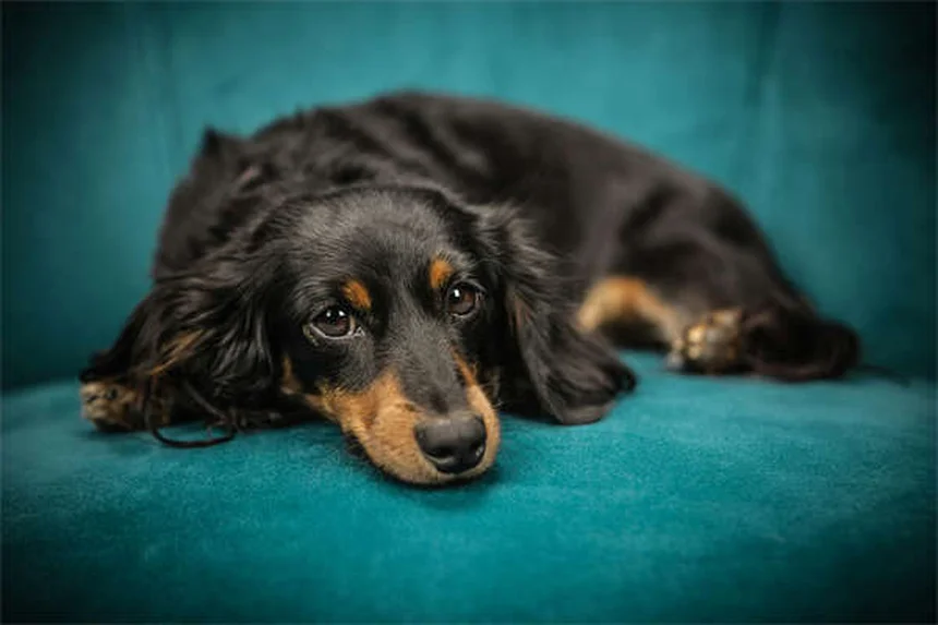 15 Heartfelt Ways to Memorialize Your Beloved Pet