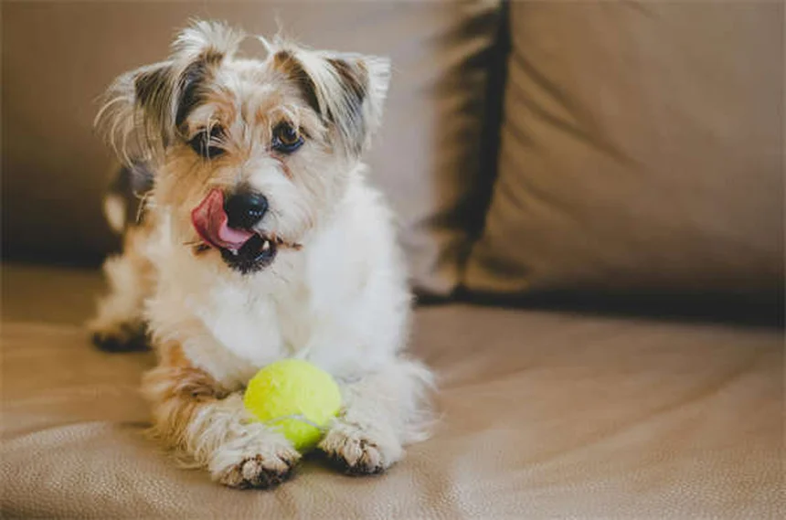 15 Heartfelt Ways to Memorialize Your Beloved Pet
