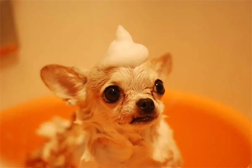 10 Natural Ways to Calm an Anxious Dog Without Medication