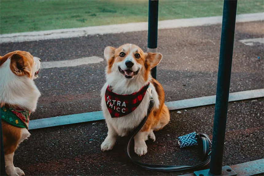 Why Is My Dog Limping? 5 Common Causes & What to Do