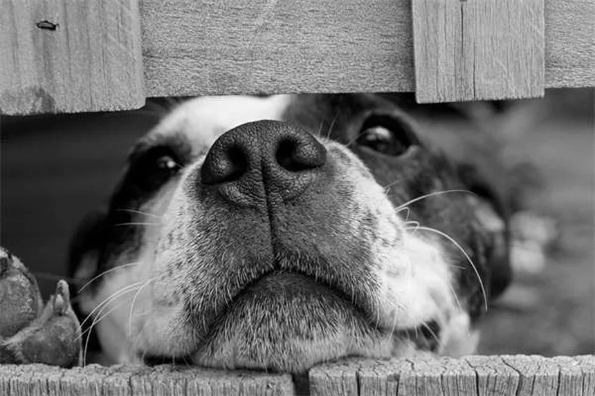 Why Is My Dog Limping? 5 Common Causes & What to Do