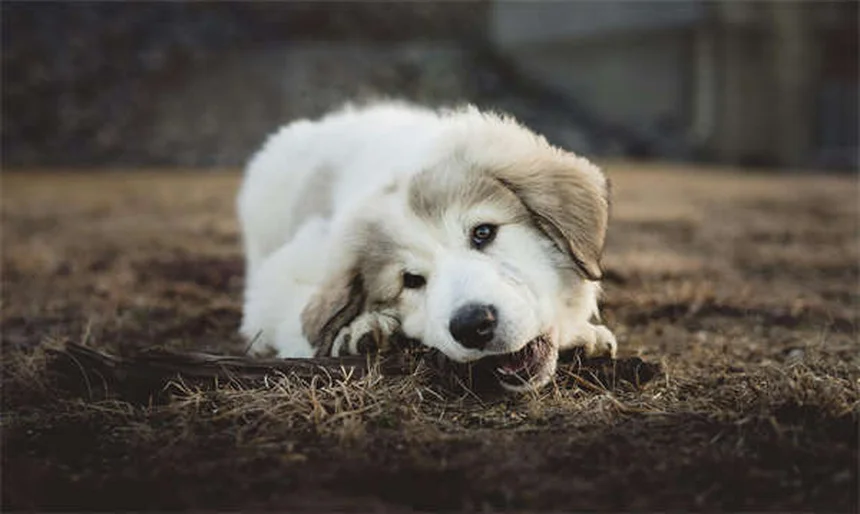 Rabbit Pinworms: Symptoms, Treatment & Prevention Guide