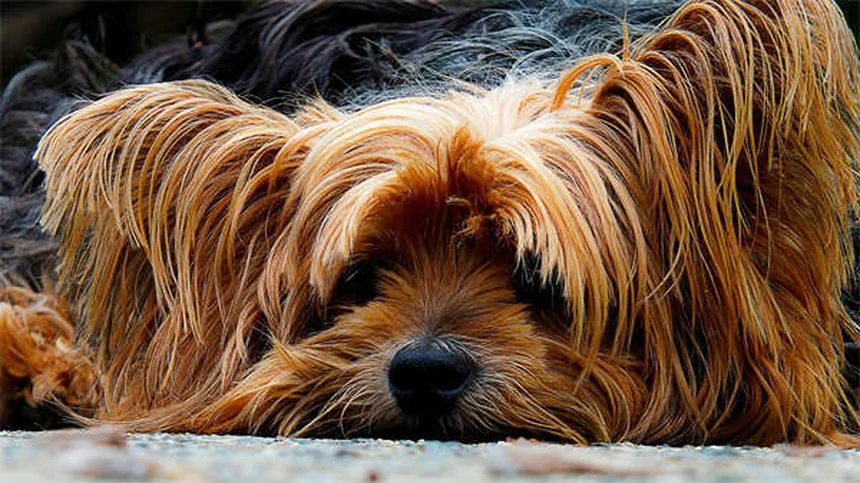 Rabbit Pinworms: Symptoms, Treatment & Prevention Guide