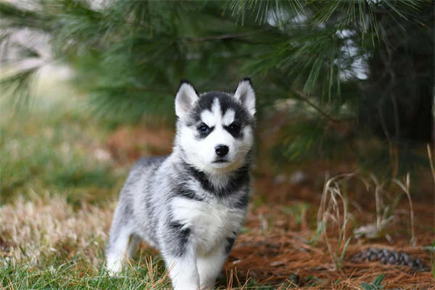 How Much to Feed Your Dog: The Complete Feeding Guide