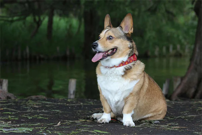 How Much to Feed Your Dog: The Complete Feeding Guide