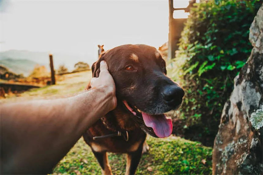How Much to Feed Your Dog: The Complete Feeding Guide