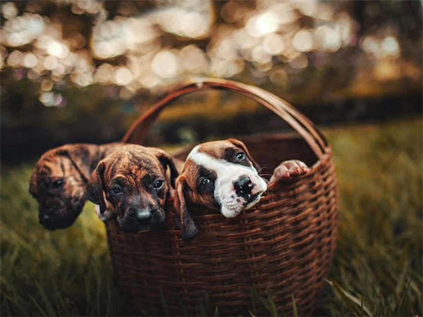 Guinea Pig Diet: The Ultimate Feeding Guide for Healthy Pets