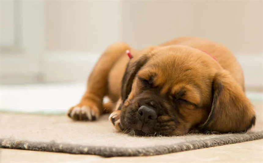 Bacterial Pneumonia in Ferrets: 5 Warning Signs You Can't Ignore