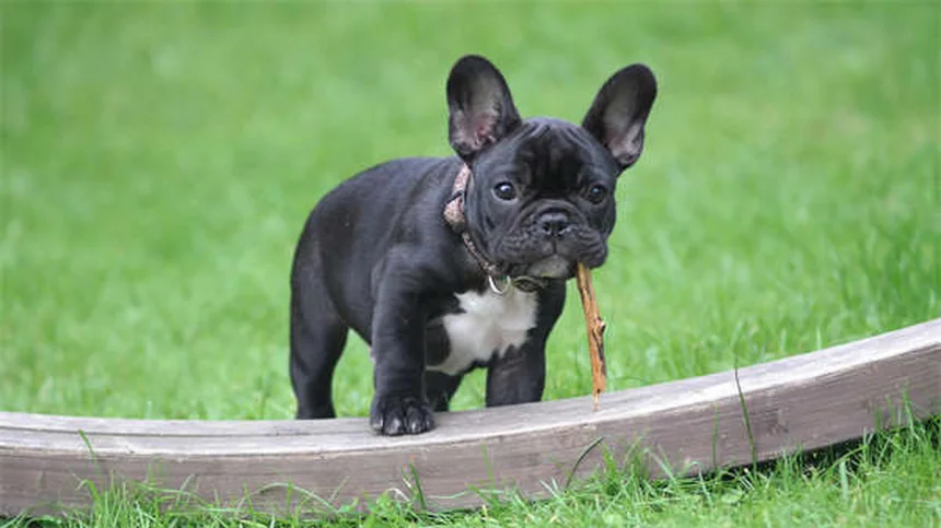 Best Flea and Tick Prevention for Cats and Dogs: Top Solutions That Work