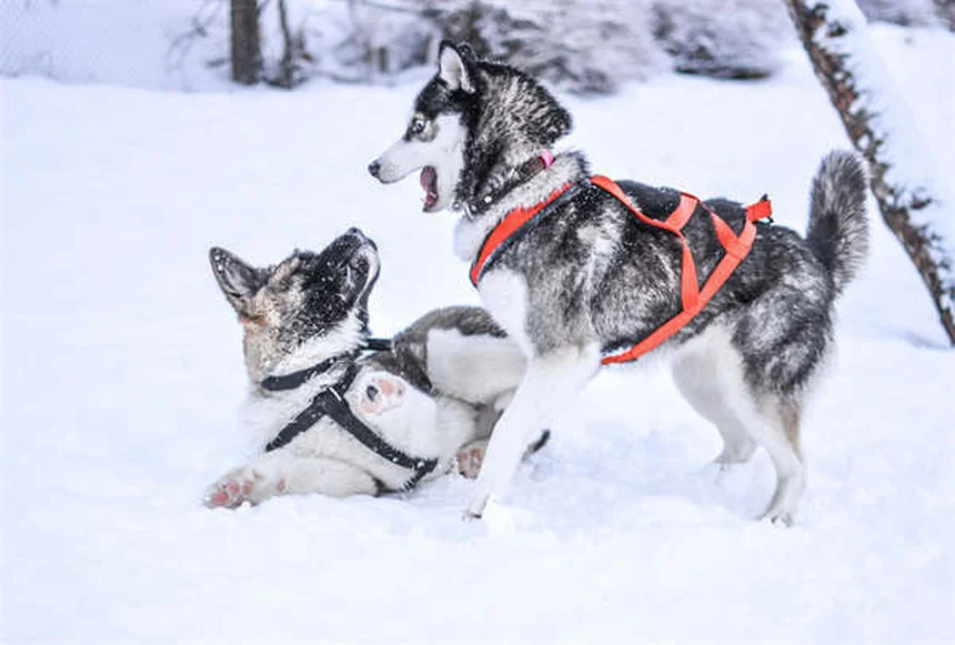 Best Flea and Tick Prevention for Cats and Dogs: Top Solutions That Work