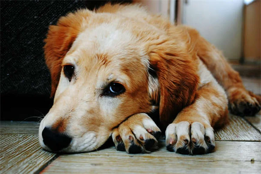 Guinea Pig Dystocia: Signs, Causes & Prevention Tips