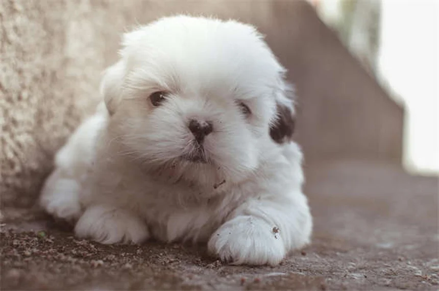 Guinea Pig Dystocia: Signs, Causes & Prevention Tips