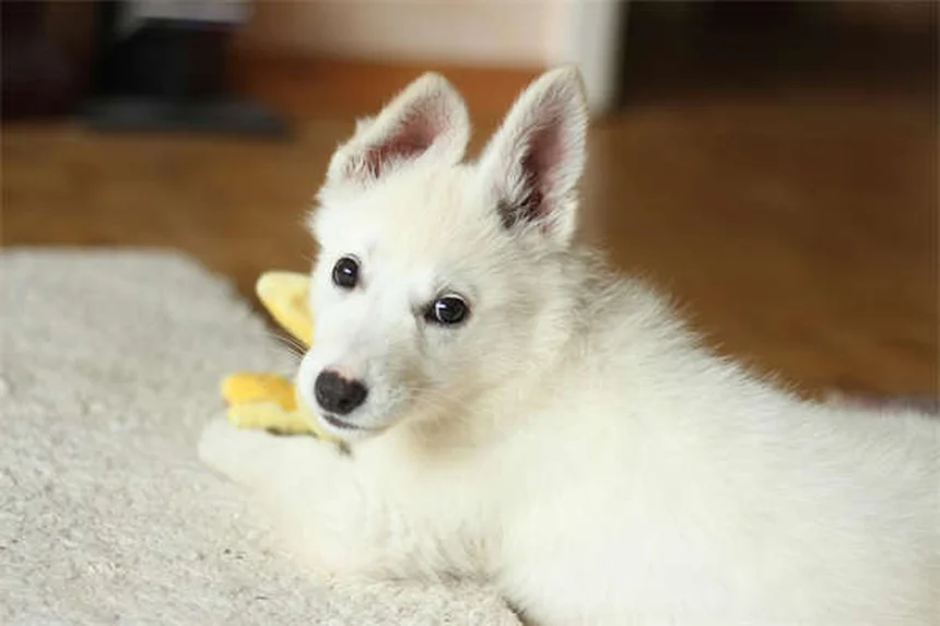5 Pet Hamster Species: Wild Origins & Care Tips