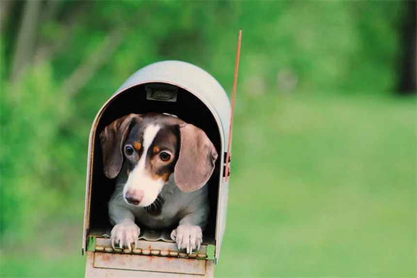 5 Pet Hamster Species: Wild Origins & Care Tips