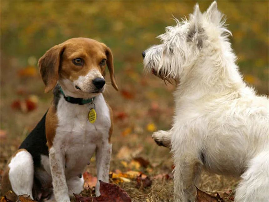 Heartworm in Cats: 5 Must-Know Facts to Protect Your Feline