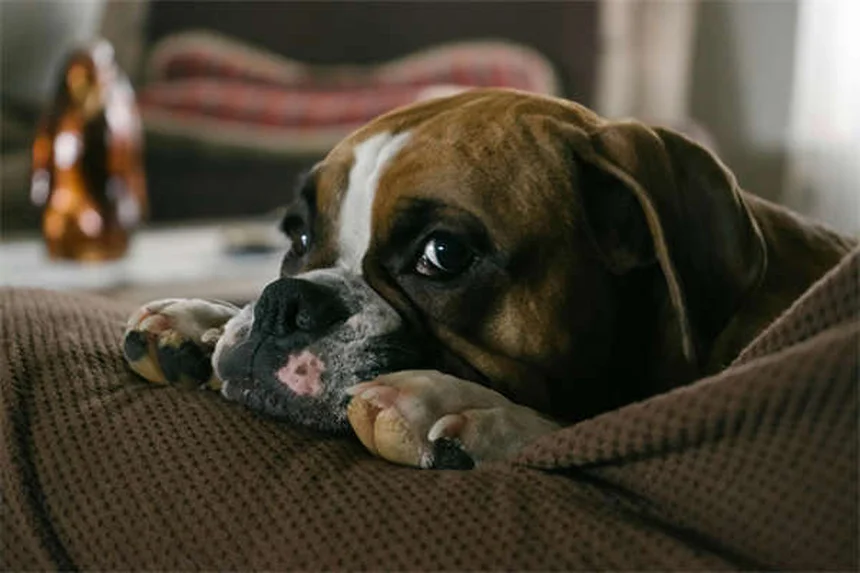 Pyrantel Pamoate for Dogs & Cats: Safe Deworming Guide