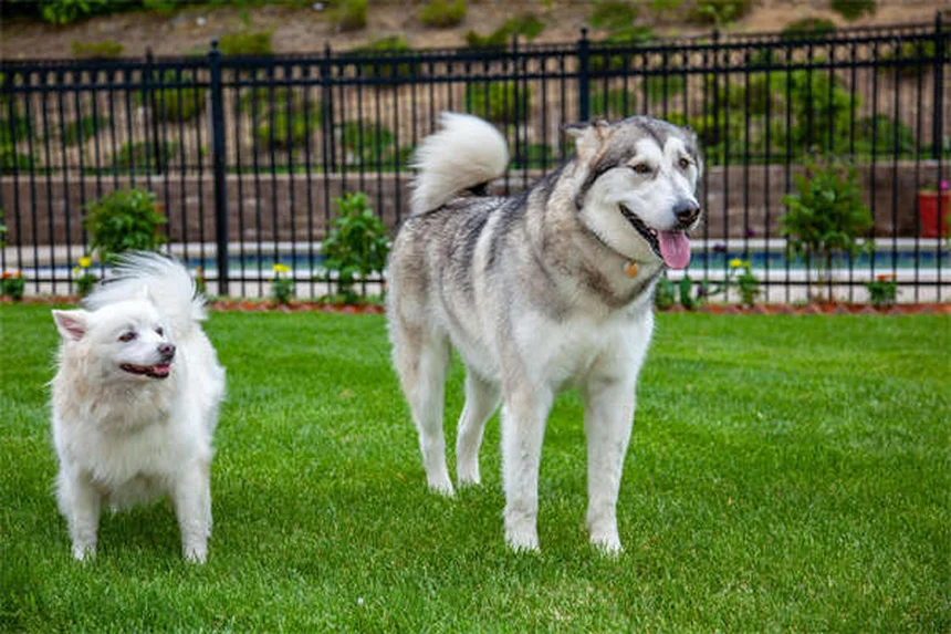 Pyrantel Pamoate for Dogs & Cats: Safe Deworming Guide