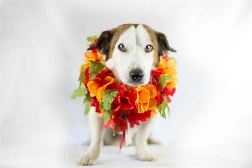 Fluconazole for Dogs: What Pet Owners Need to Know About This Antifungal
