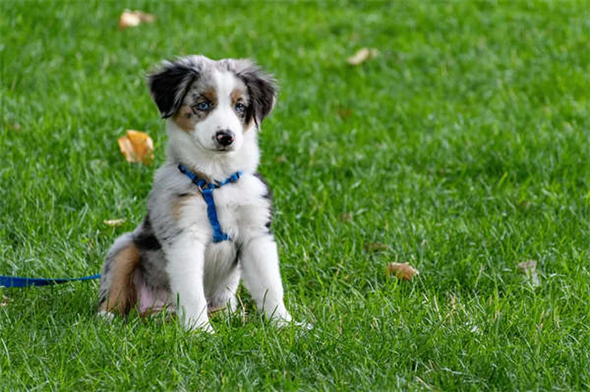 Dog Spay Surgery: What to Expect & Why It's Important