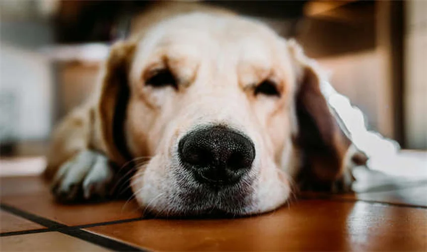 Dog Spay Surgery: What to Expect & Why It's Important