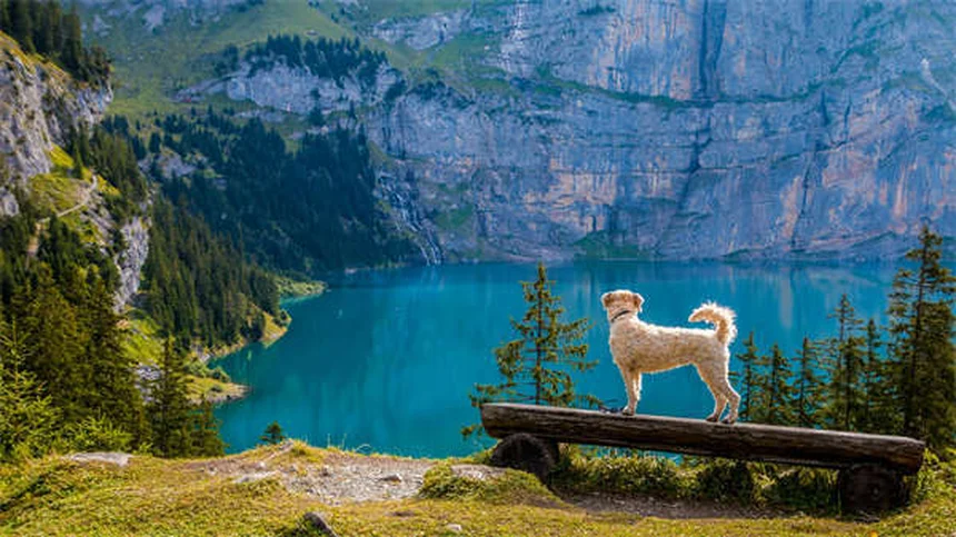 Benadryl for Dogs: Safe Dosage & Side Effects Guide (Vet Approved)