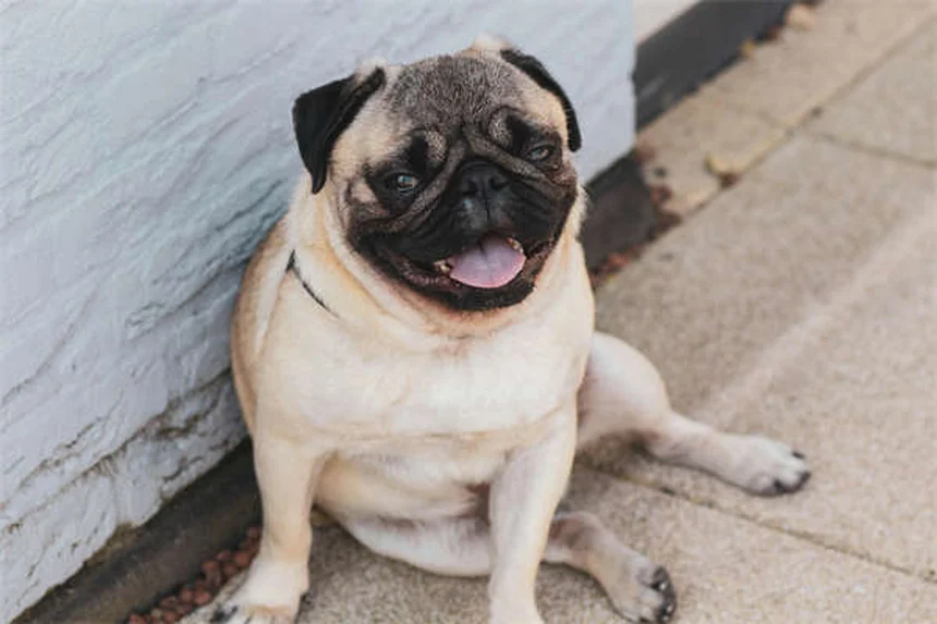 Why Do Dogs Hump? 5 Surprising Reasons & How to Stop It